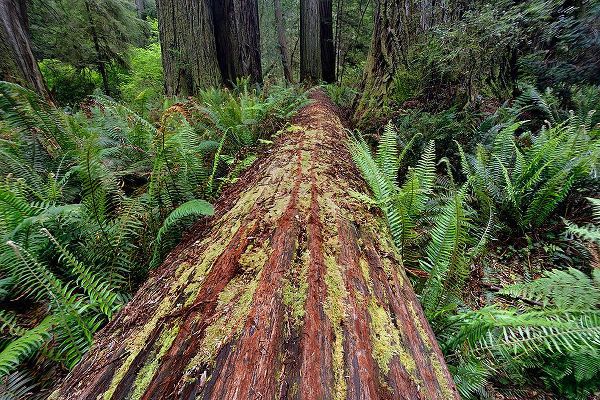 Jones, Adam 아티스트의 Fallen Redwood tree and ferns Redwood National Park-California작품입니다.